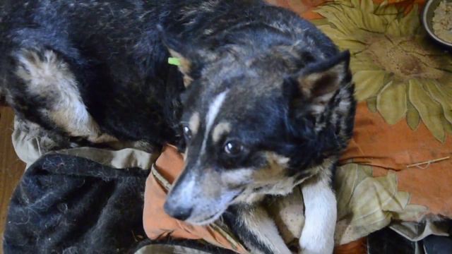 Общество защиты животных. Желтые Воды. Часть 2 смотреть онлайн