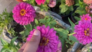 गर्मी का सबसे Special पोधा Zinnia From Seeds With Update || Zinnia Plant Care Tips || Rainy Flowers