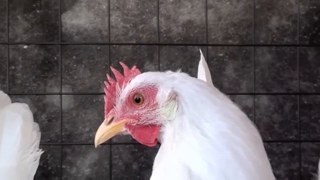 Куры породы белый Леггорн.