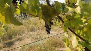 Обзор сортов винограда ГОЛУБОК, БЕСЕДОЧНЫЙ, СВЕНСОН РЕД, СЕНТ КРУ и т.д.