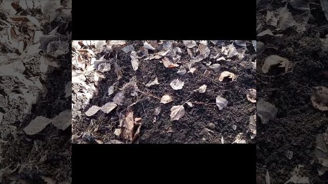 Зачем перекапывать землю/ Природное земледелие