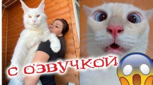 ПРИКОЛЫ С КОТАМИ - С ОЗВУЧКОЙ - Самые Смешные Животные - Смешное видео с котами!