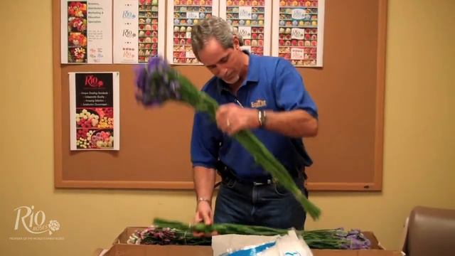 Rio Roses Super Statice смотреть онлайн