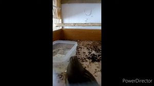 Содержание реполова (коноплянки).