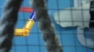 Птицы пение амадин