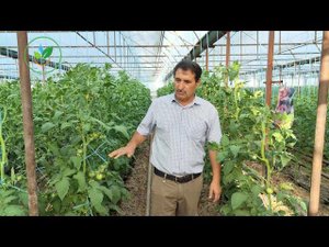 Осенний урожай: на что обратить внимание при выборе томатов для теплицы