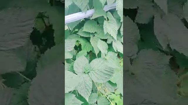 Малина Лашка смотреть онлайн