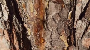 Соснова живица из Карелии. Полезные свойства.