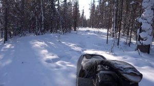 Мотобуксировщик Паксус 600 в тайге.