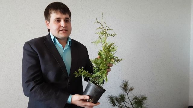 Туя западная обыкновенная, питомник хвойных растений "Фавн" смотреть онлайн