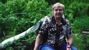 ОСТОРОЖНО Чернеют листья томатов ? Болезни томатов в открытом грунте