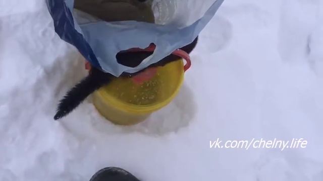 Вот такого товарища сегодня повстречал на рыбалке 😃 смотреть онлайн