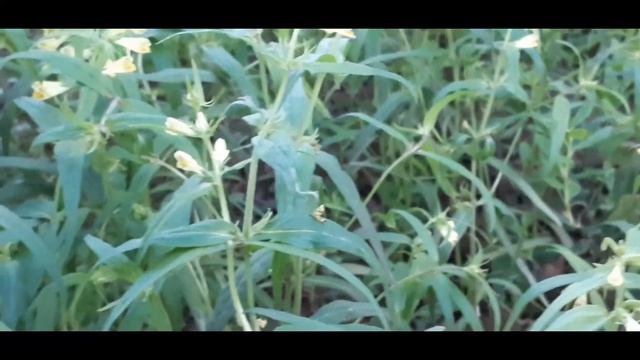 Зеленые воришки