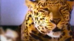 Schweppes / Феликс разберись