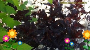 Пузыреплодник калинолистный Полночь. Краткий обзор, описание physocarpus opulifolius Midnight