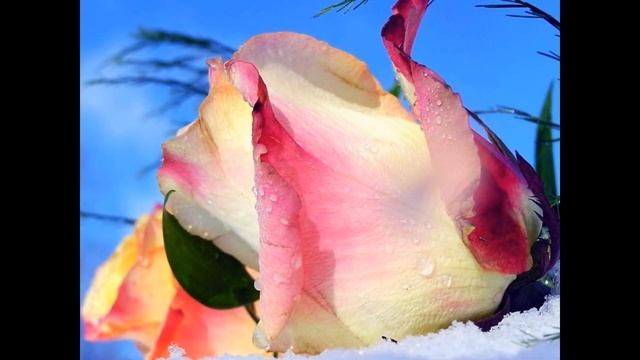 ПРЕКРАСНЫЕ, НЕЖНЫЕ РОЗЫ смотреть онлайн