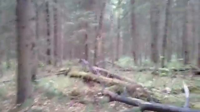 Ужасные звуки русского леса(пранк)