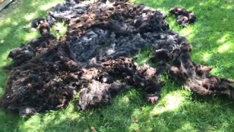 Чёрная овца.