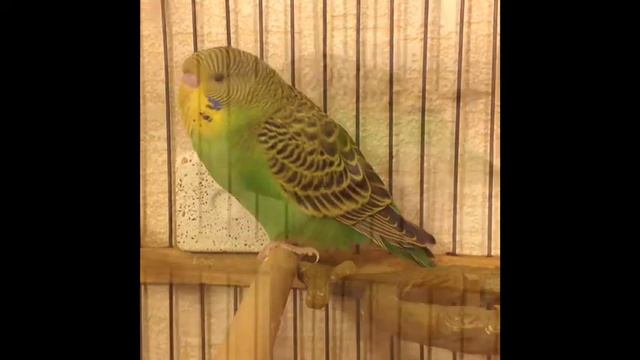 Мой Волнистый попугайчик😊 смотреть онлайн