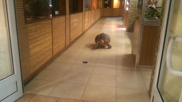 В Питере жить//Ленинградский зоопарк. Черепаха, которая гуляет сама по себе. смотреть онлайн