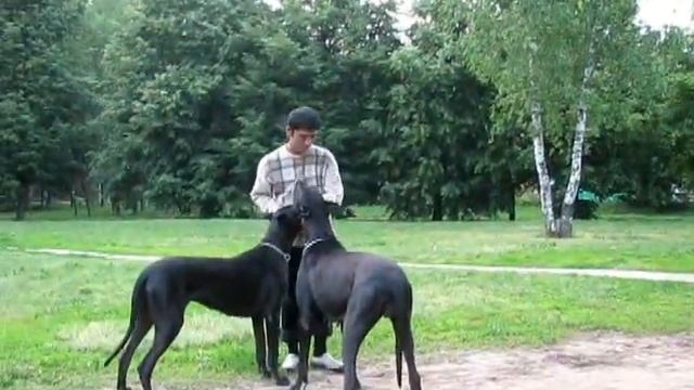 адекватные таджики ))) Tajiks adequate )))) смотреть онлайн