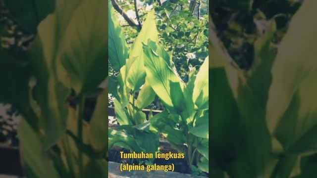 Tumbuhan Lengkuas(alpinia galanga)