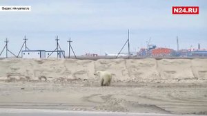 Белый медведь на Сабетте