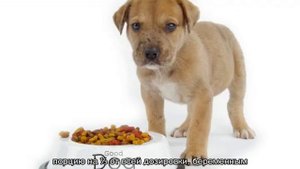 Сколько сухого корма давать собаке в день: таблица