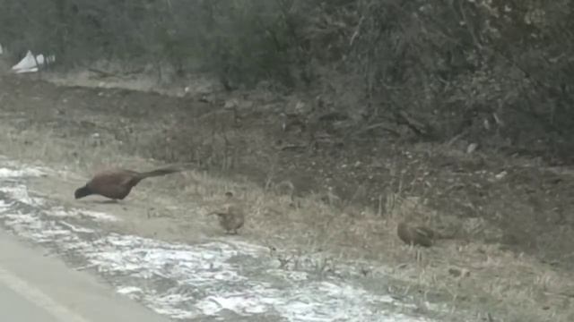 фазаны! где они живут? смотреть онлайн