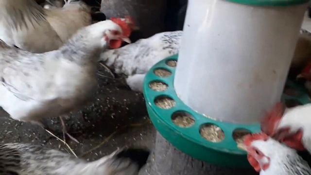 Адлерская серебристая порода кур смотреть онлайн