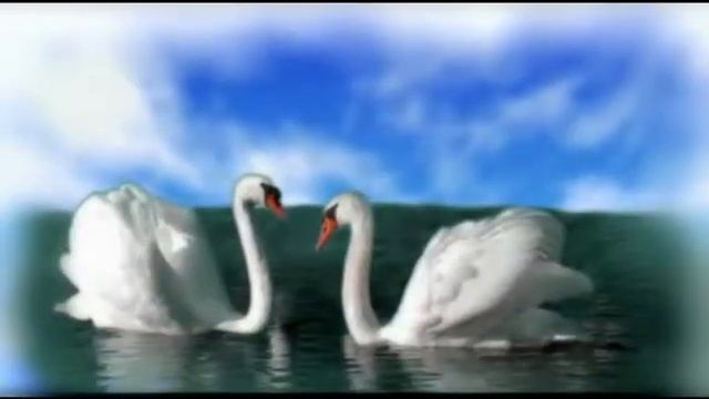 Видео песни лебеди. Танич белый лебедь. Лебедь белая минус. Лебеди на сене.