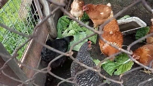 Капуста. Срезаем первый кочанчик ранней капусты в начале июня 2020 года в Сибири... смотреть онлайн