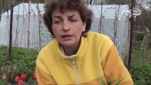 Почему рябчики не цветут. Сайт Садовый мир.