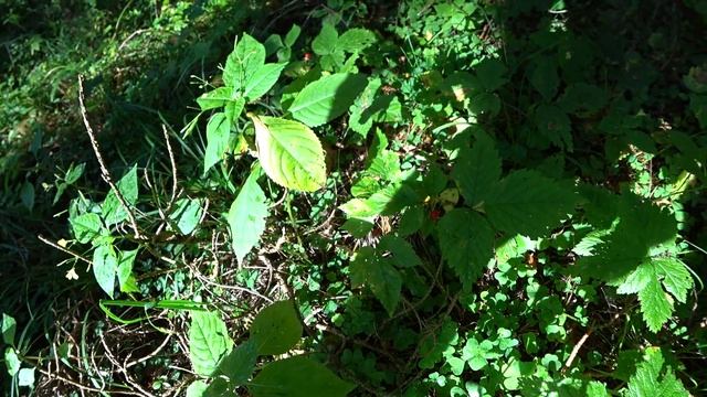 Лес Московская область Звенигород лето,костяника,ягоды,грибы, зонтик,брусника,черника Одинцово смотреть онлайн