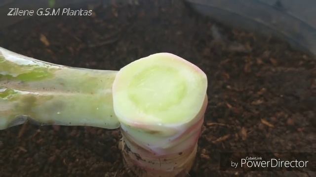 🍂🍁 Minha Echeveria está caindo todas as folhas🍂🍁 смотреть онлайн