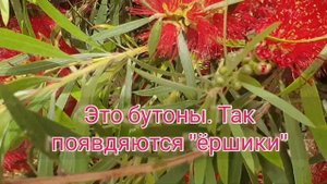 Каллистемон/чудо-цветок/ёршики/