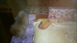 Клип. Немецкий малый шпиц. Первый год жизни. / Deutscher Spitz. 1 year.