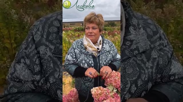 Первая в Мире Гортензия метельчатая из России???⭐️⭐️⭐️КРАСА ЛЕСКОВА⭐️⭐️⭐️