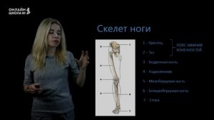 Добавочный скелет. Соединения костей. Урок 9. Часть 2. Биология 8 класс