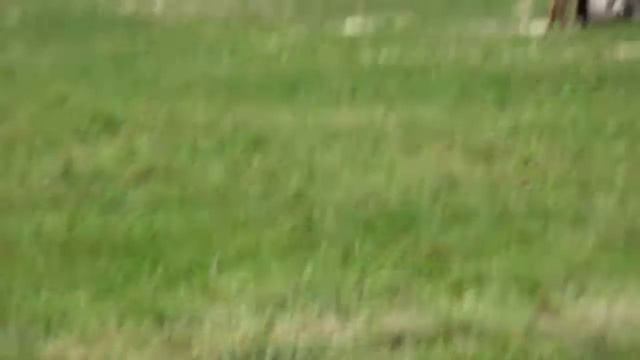 Мондьоринг, уровень 3, Ясенево, 26.08.2017. Охрана вещи. смотреть онлайн