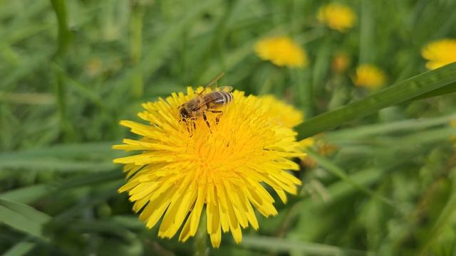 Пчёлка смотреть онлайн