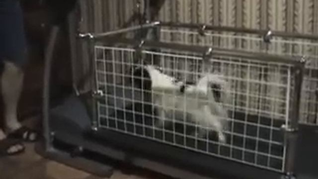 Беговая дорожка смотреть онлайн