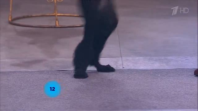 Дрессированные пудели смотреть онлайн