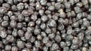 Плоды Амурского бархата