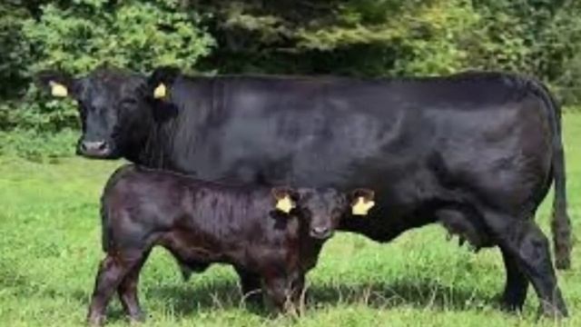 Abardin Angus buqalar va sigirlar haqida tòliq malumot.