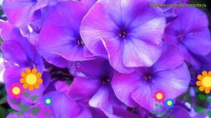 Флокс метельчатый Никольский. Краткий обзор, описание характеристик phlox paniculata