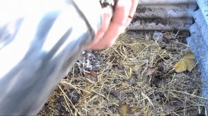 Разведение калифорнийских червей своими руками!!! Мечта рыбака и садовода!!!