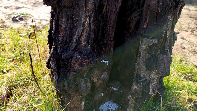 Посадка цветов. Март на даче #дача смотреть онлайн