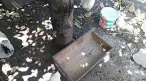 % сырого протеина в комбикорме ???яйценоскость ?