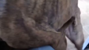 dog mating σκύλος ζευγάρωμα скрещивание собак 犬の交配